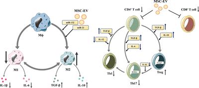 Frontiers | Mesenchymal Stem Cell-Derived Extracellular Vesicles 